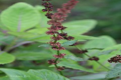 Rumex nepalensis